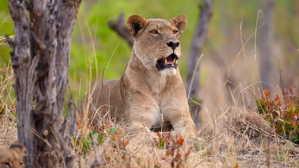 Alert lioness in Matusadona National Park near Bumi Hills Safari Lodge, Zimbabwe
