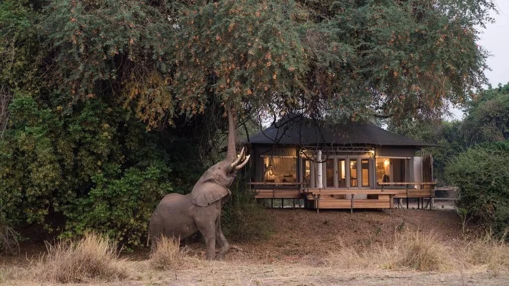 An elephant reaching its trunk up toward the tree canopy near a wooden house in a savanna setting.
