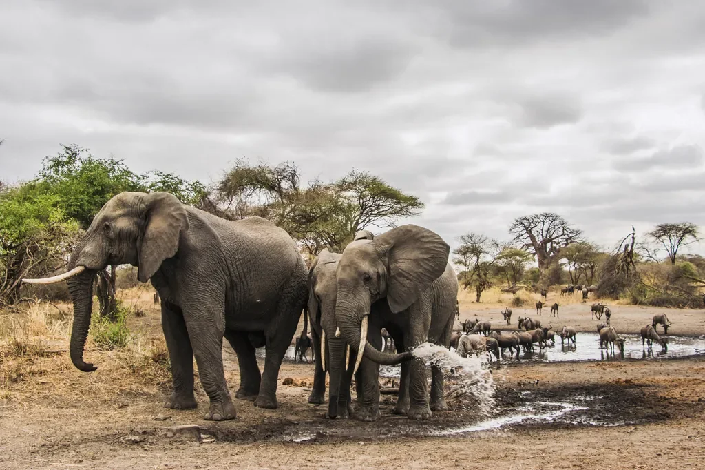Elephants at the waterhole near Little Chem Chem with wildebeest herds, Tarangire corridor Tanzania