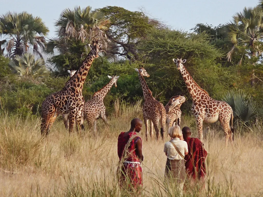 Guided bush walk with Maasai to view giraffe near Chem Chem Lodge, slow safari experience