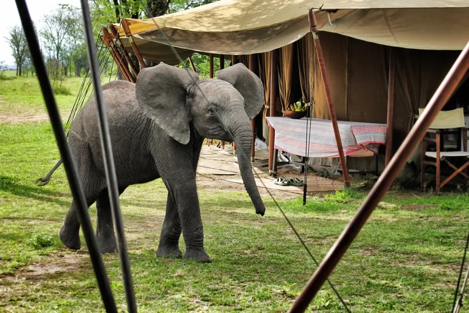 Young elephant strolling past canvas tents at Serian's Serengeti South, Southern Serengeti, Tanzania