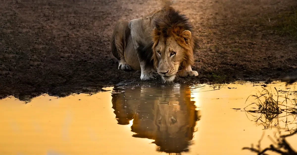 Dominant male lion drinking at sunset in Sabi Sand, a frequent sighting on game drives from Lion Sands Ivory Lodge, Sabi Sand, Greater Kruger, South Africa