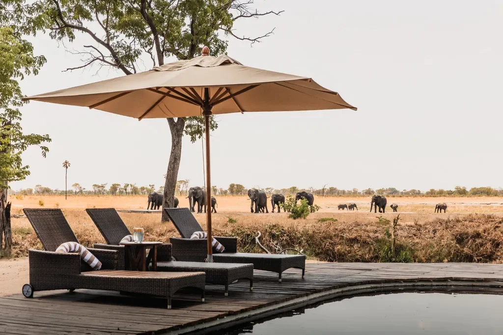 Elephants passing the pool deck at Davison's Camp, Hwange National Park Zimbabwe, waterhole wildlife viewing