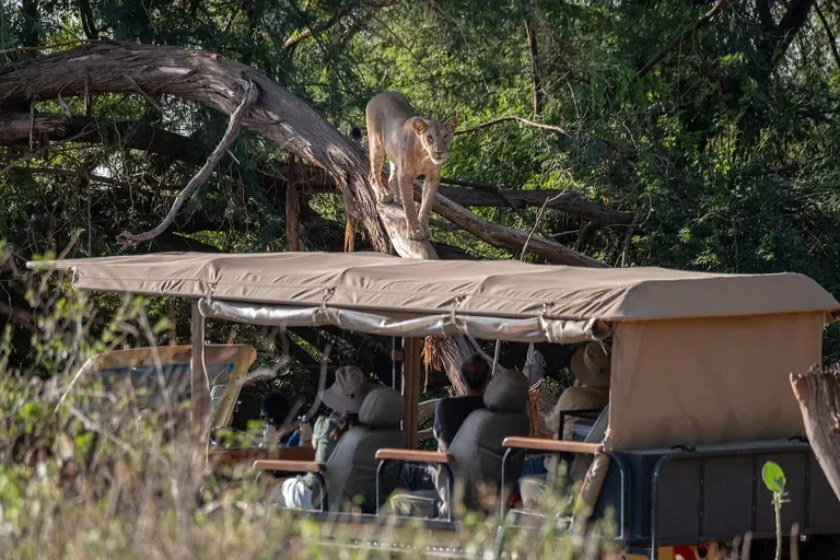 Lioness on fallen tree above safari vehicle, thrilling Sasaab game drive in Samburu National Reserve, Kenya