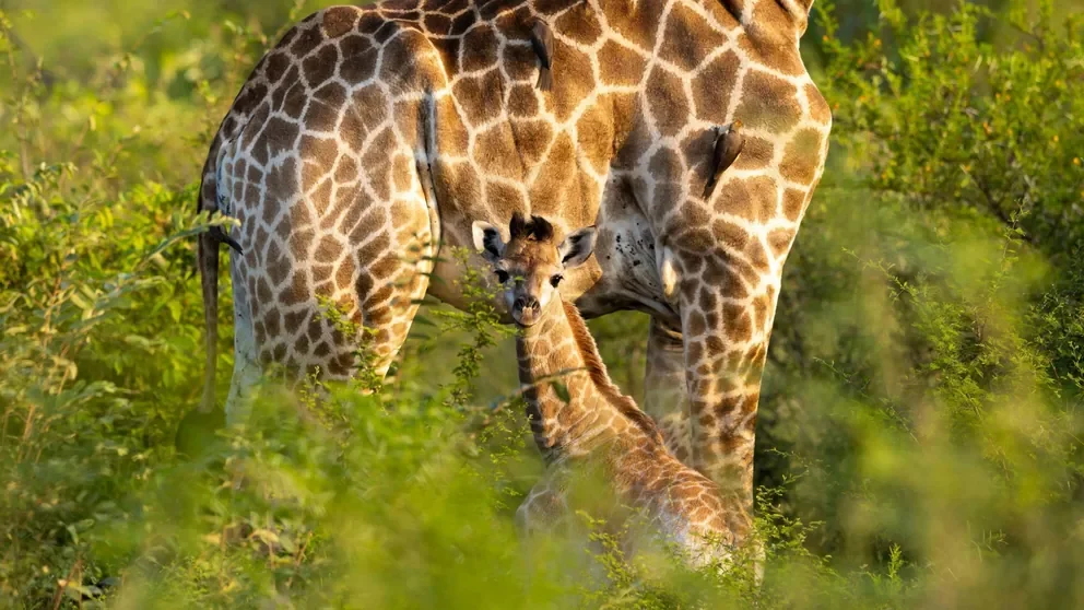 Giraffe calf sheltering under mother with oxpeckers in Sabi Sand near Lion Sands Ivory Lodge, Sabi Sand, Greater Kruger, South Africa