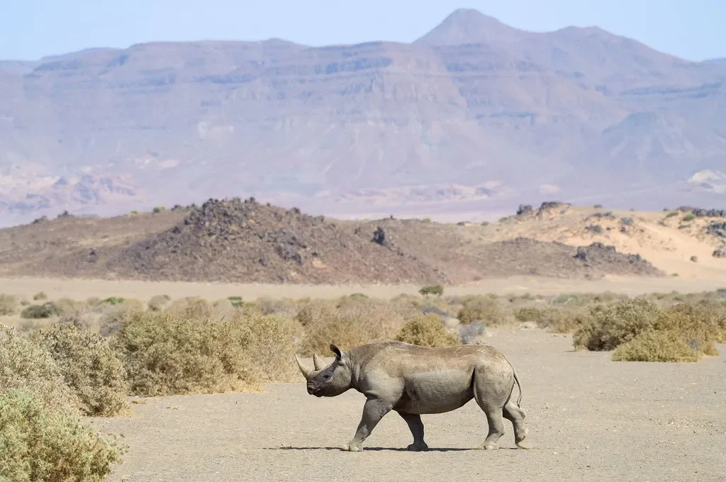 Desert black rhino in Damaraland during tracking experience near Wilderness Doro Nawas, Namibia