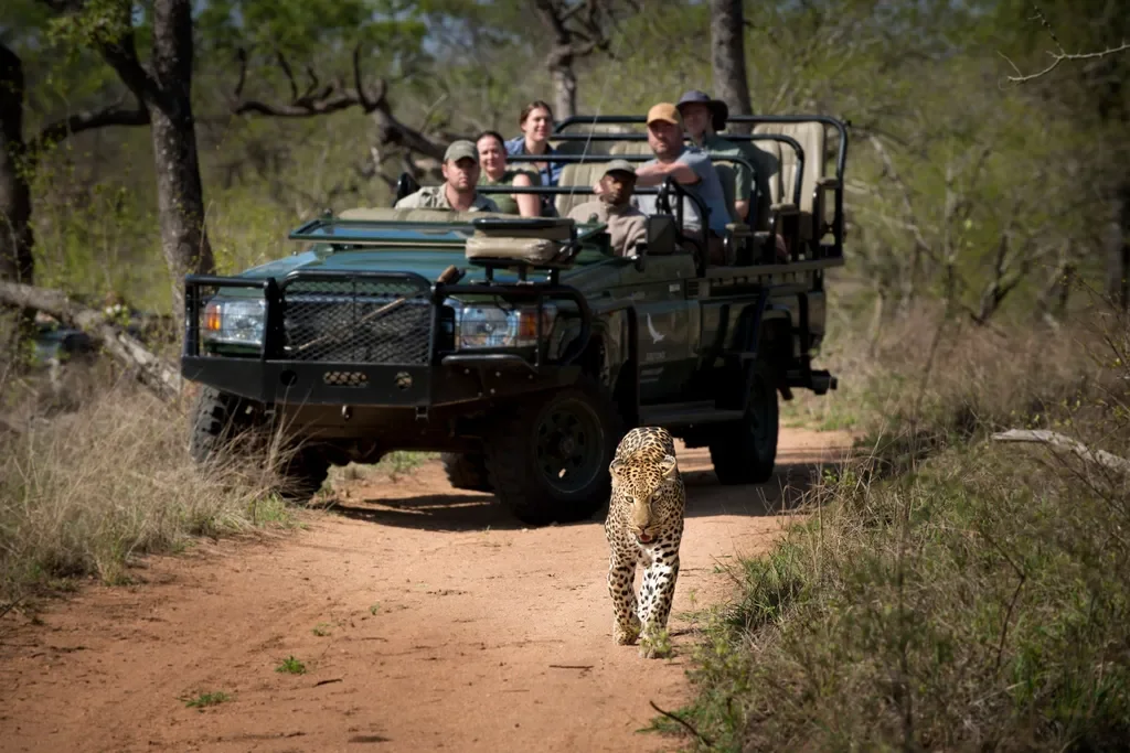 Leopard walking on road in front of safari vehicle in Sabi Sands near Tengile River Lodge