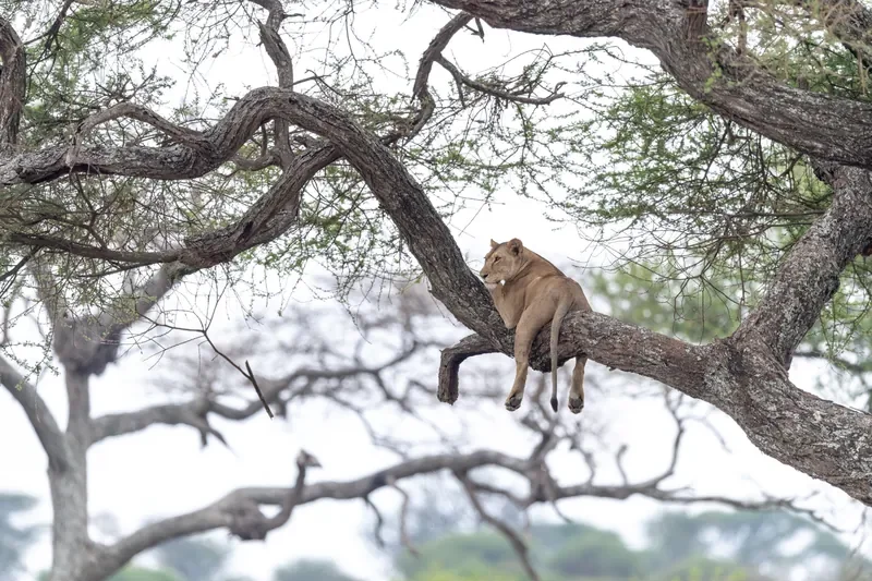 tarangire-olivers_lioness-lazying-in-a-tree-800w.webp