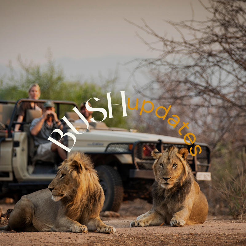 Safari vehicles vewiing 2 male lions on a game drive in Zimbabwe