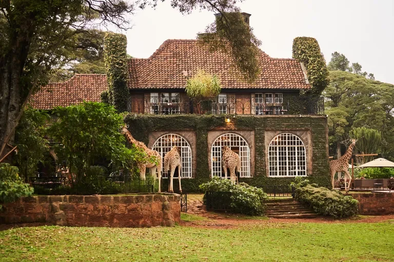 Rothschild’s giraffes visiting the arched dining room windows at Giraffe Manor Karen Nairobi
