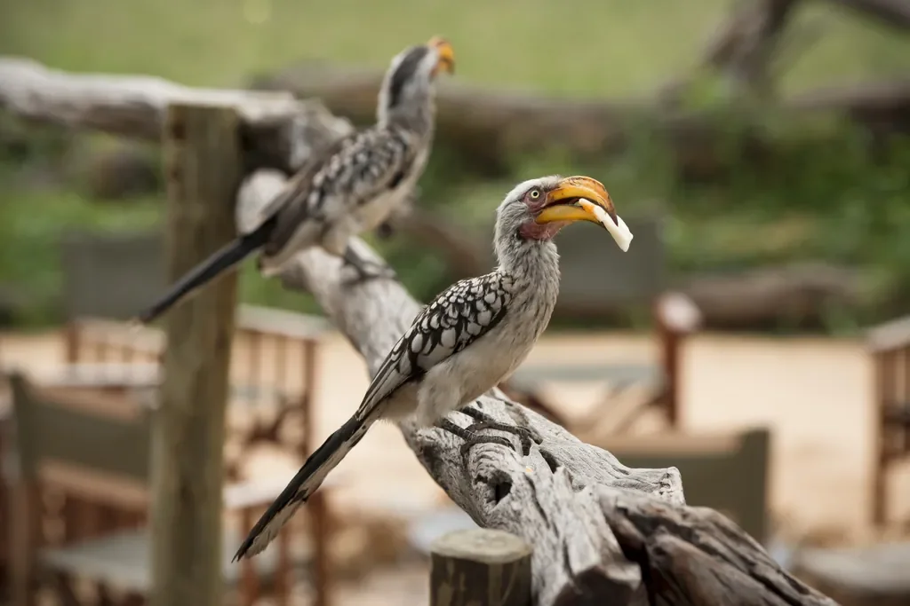 Southern yellow-billed hornbills at Somalisa Acacia camp, Hwange National Park