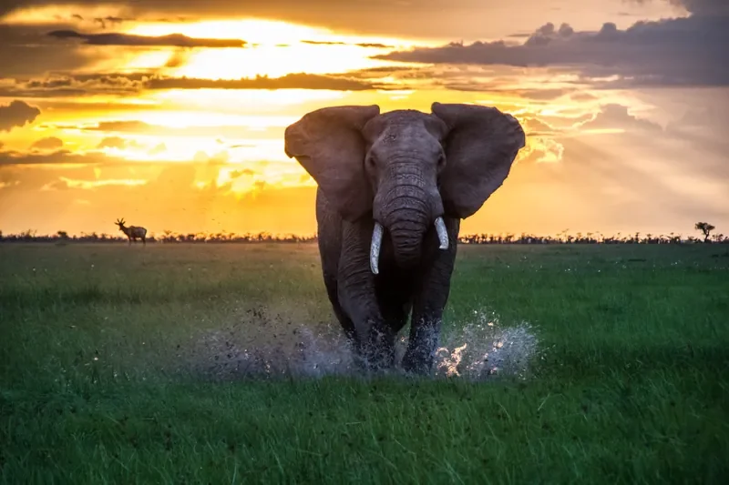 nomara-mara-naboisho-encounter-mara-elephant-sunset-800w.webp
