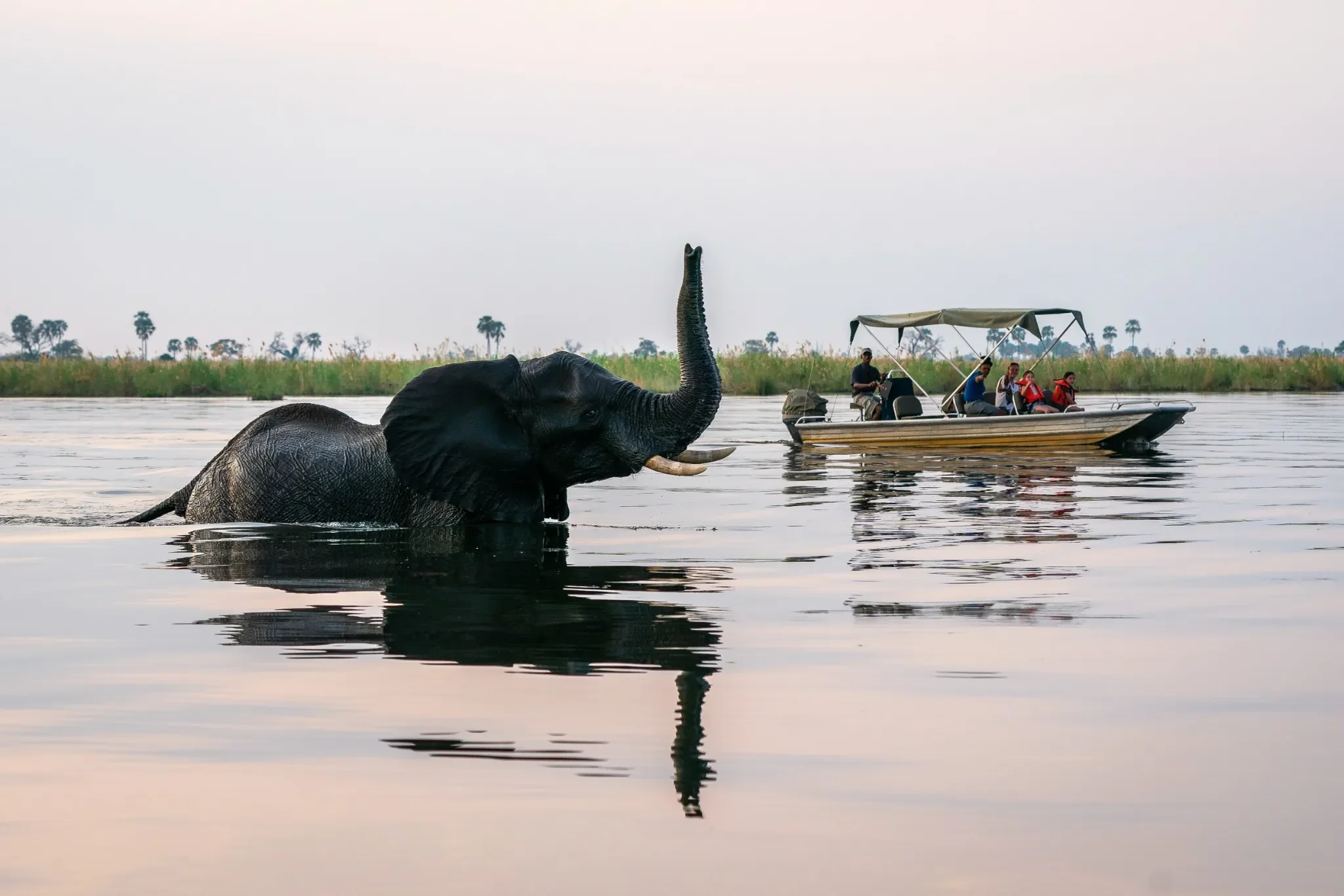 Elephant raising trunk beside boat at sunset, ethical viewing from watercraft