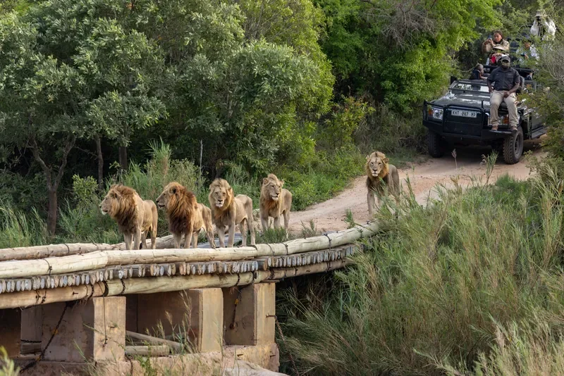 Five male lions crossing a bridge during a game drive near Lion Sands Narina Lodge, Greater Kruger South Africa