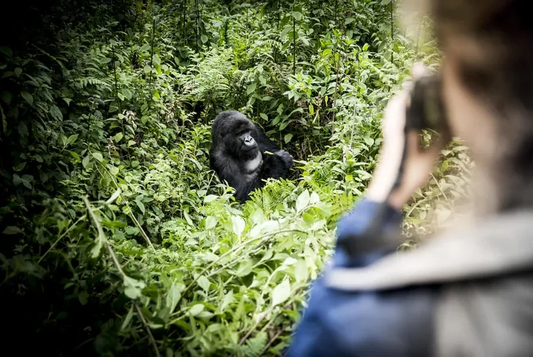 Guest photographing mountain gorilla during trek Volcanoes National Park Rwanda