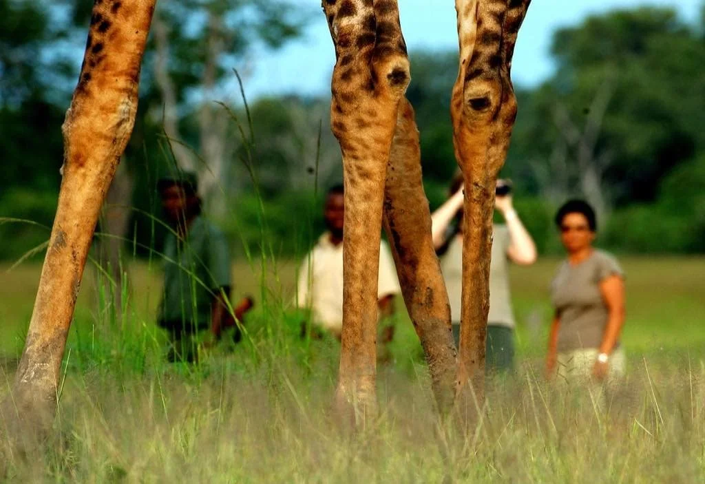 Close-up view of four giraffe legs on grass with four people in the background at a distance, two men and two women, observing the giraffes.