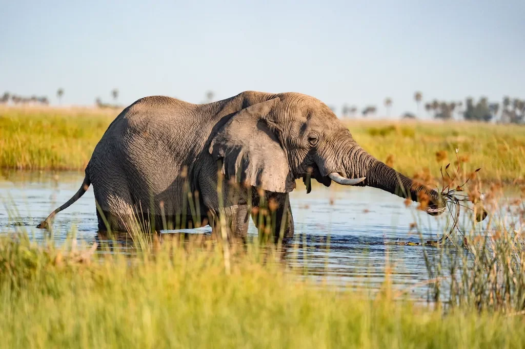 Elephant wading through the Linyanti floodplains near DumaTau, Botswana, with reeds and lagoon backdrop.