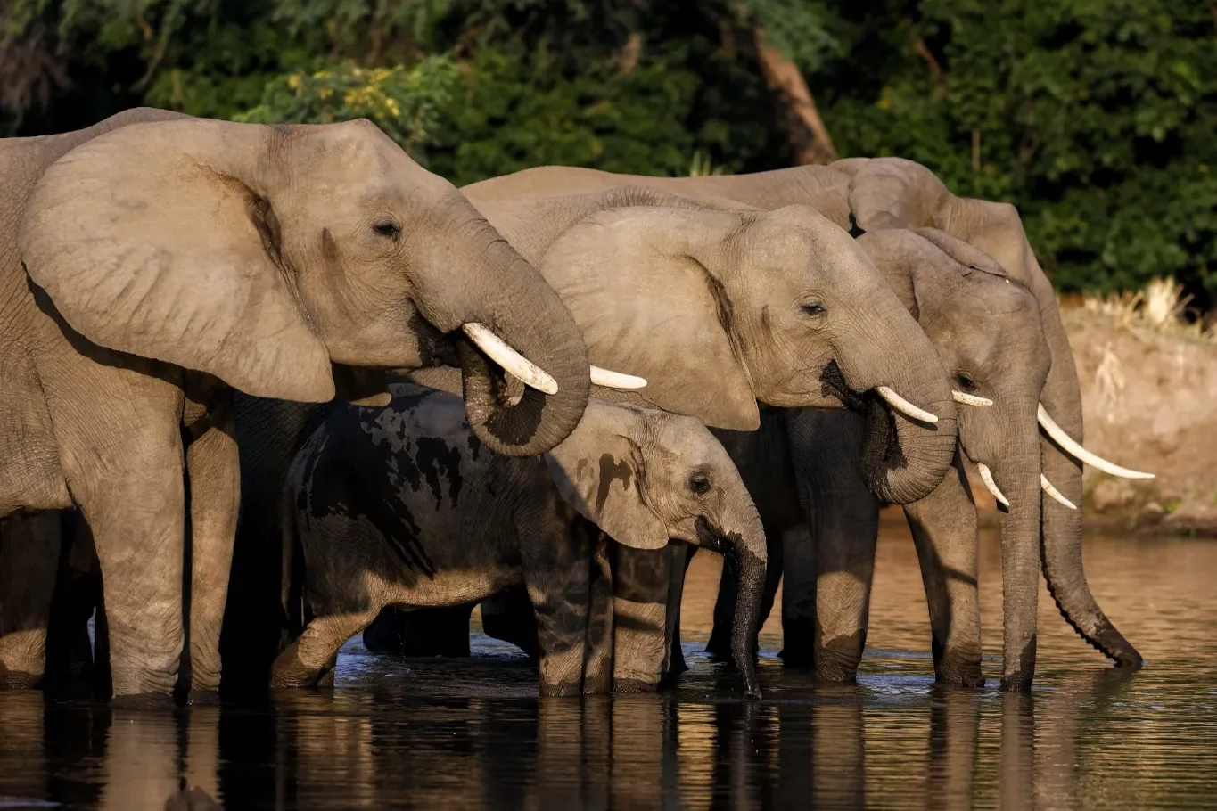 Elephant herd drinking on the Zambezi River by Lolebezi, Lower Zambezi National Park, Zambia