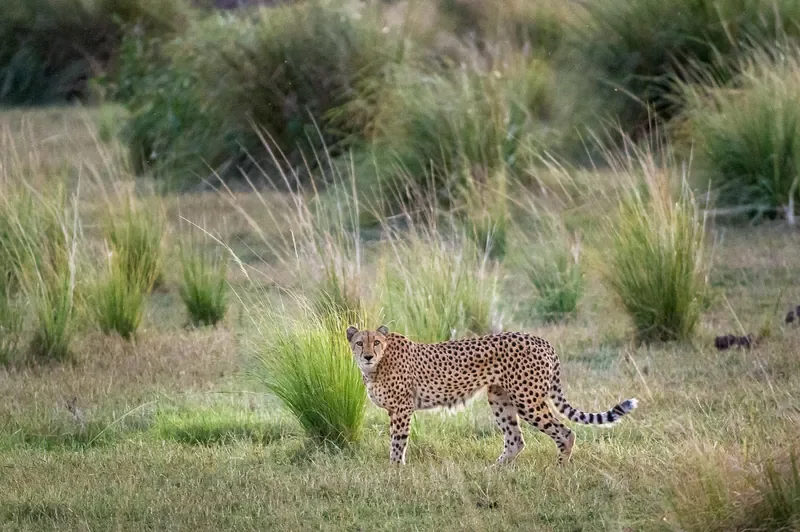 Cheetah standing alert on the floodplain near Little Ruckomechi, Mana Pools National Park, Zimbabwe