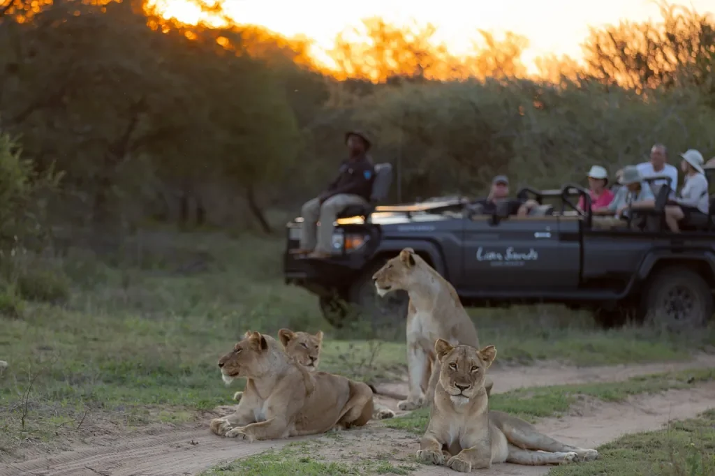 nomara-lion-sands-lion-pride-sighting-near-an-open-safari-vehicle-at-sunset-1024w.webp