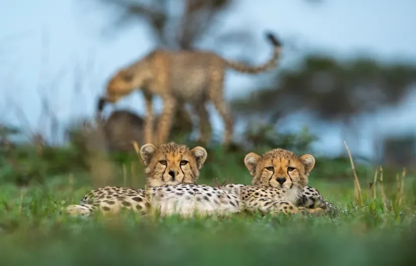 nomara-grumeti-cheetah-cubs-resting-w828.webp