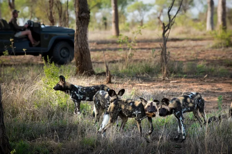 African wild dogs on a game drive near andBeyond Tengile River Lodge, Sabi Sands
