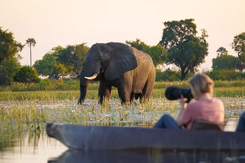 nomara-photography-safaris-mokoro-photo-okavango-elephant-800w.webp