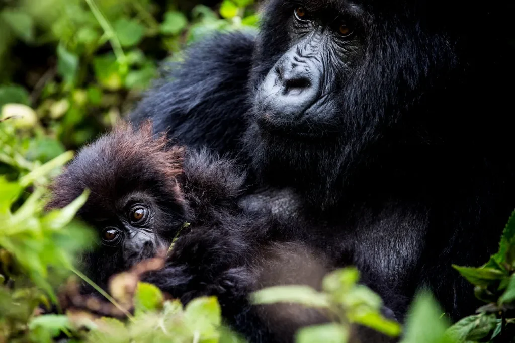 Gorilla mother with infant in Rwanda’s Volcanoes National Park near Bisate Lodge