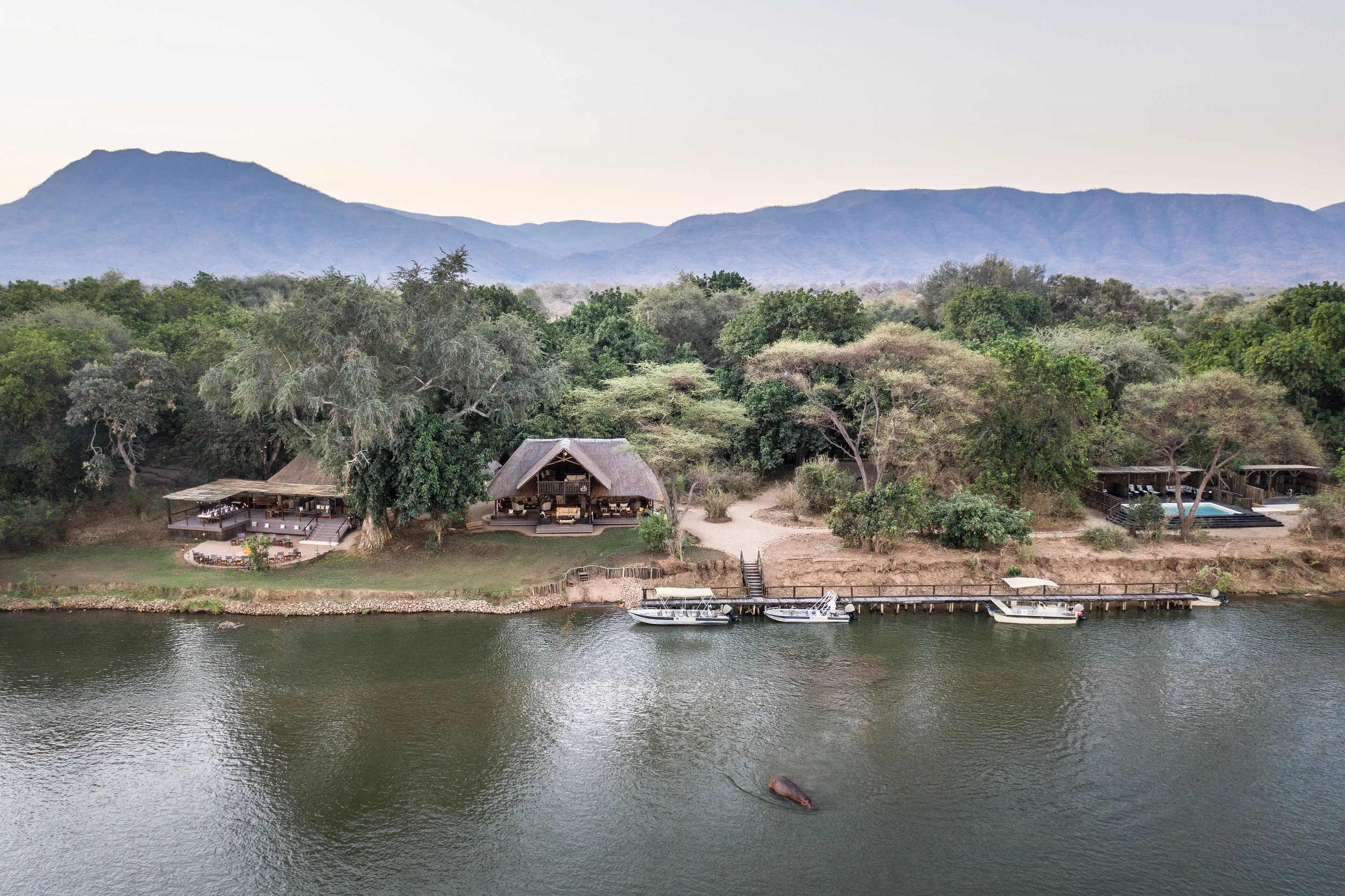 An elephant reaching its trunk up toward the tree canopy near a wooden house in a savanna setting.