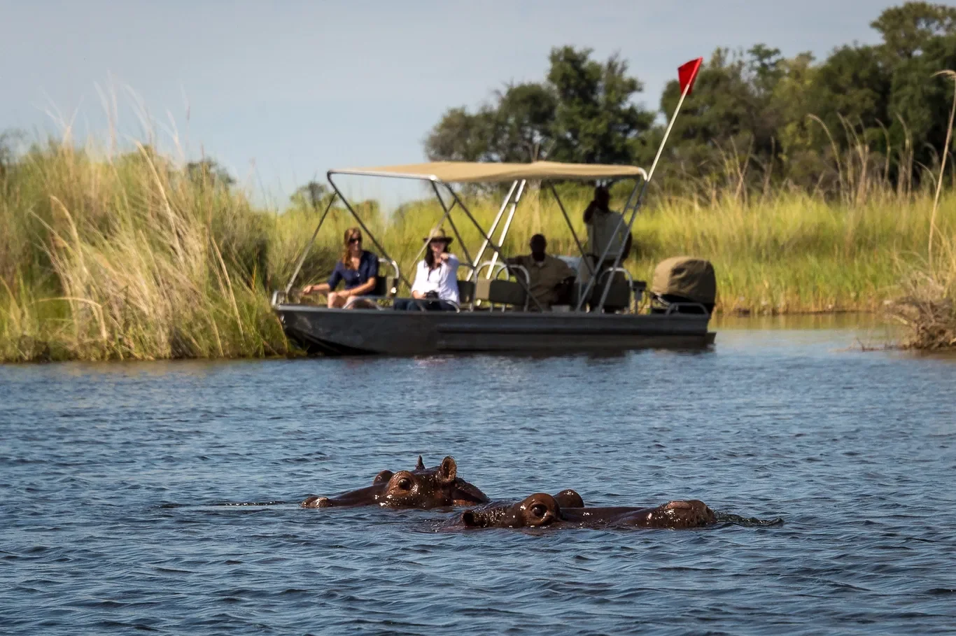Hippos wallowing near boat on a guided Okavango Delta water safari