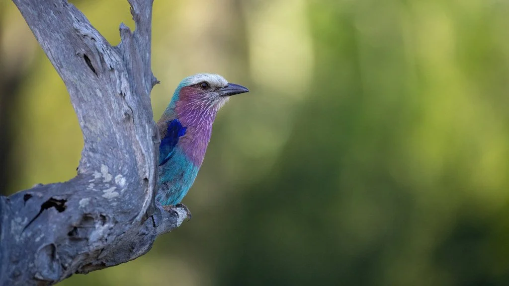 Lilac-breasted roller peeking from behind a weathered tree trunk.