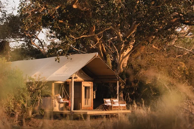 Tented chalet exterior under jackalberry trees at golden hour, Busanga Bush Camp Kafue Zambia