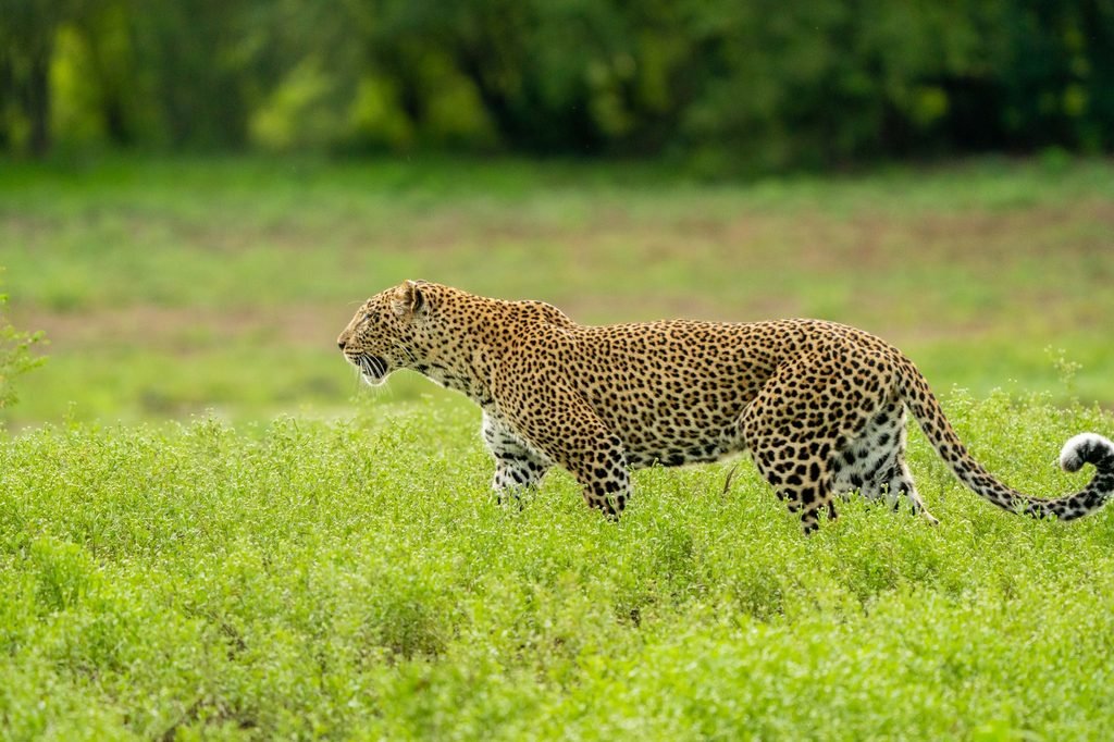 Zambia Green Season Safari, South Luangwa and Lower Zambezi
