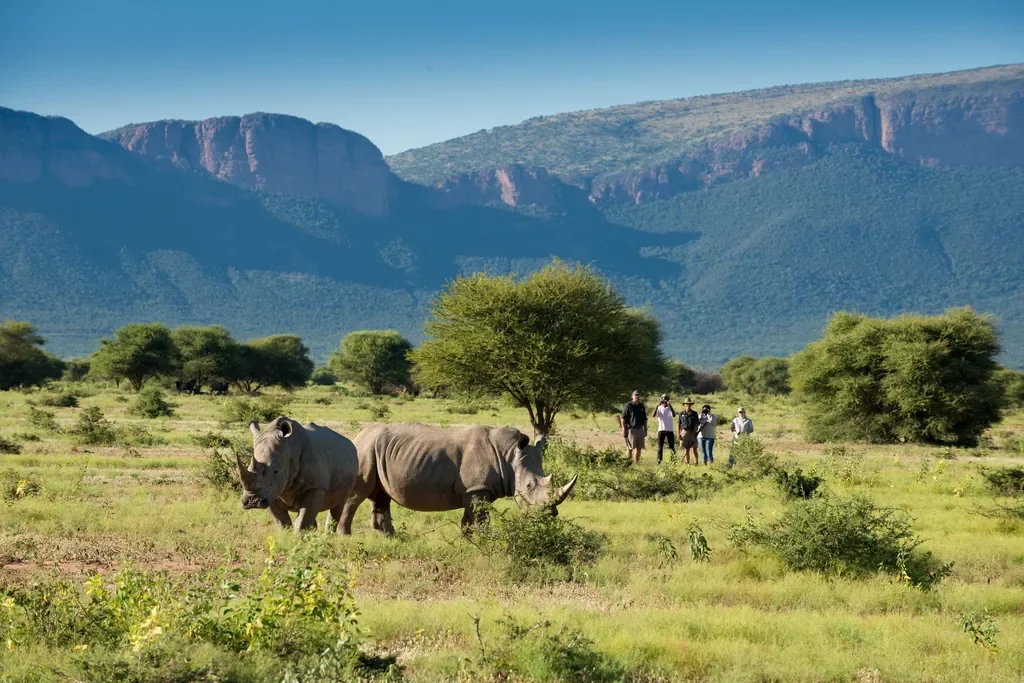 Walking safari near white rhinos with guides, Marataba Safari Lodge, Marakele National Park