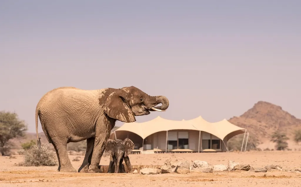 namibia-skeleton-coast_desert-elephants-calf-hoanib-camp_w1024.webp