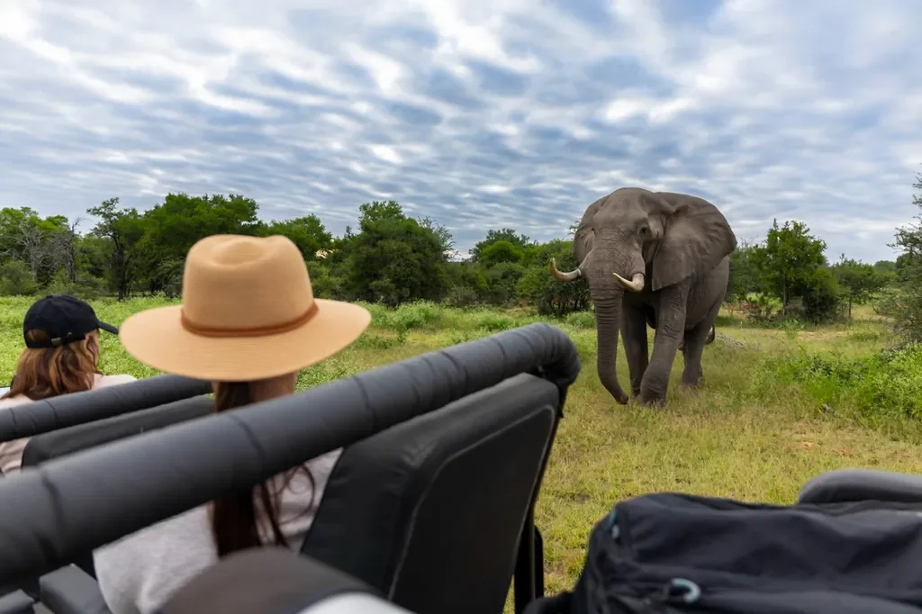 Close elephant encounter from open safari vehicle at Lion Sands Narina Lodge, Greater Kruger, South Africa