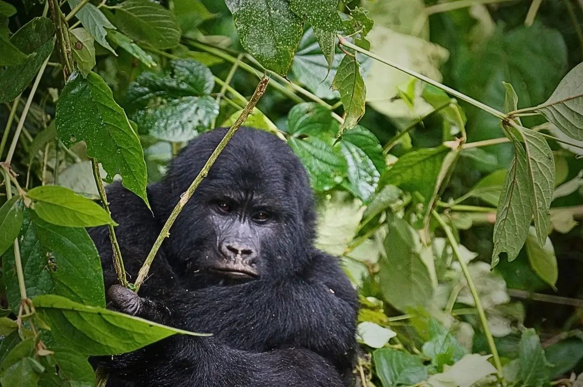 Mountain gorilla peering through leafy vines in Bwindi Impenetrable Forest, Uganda