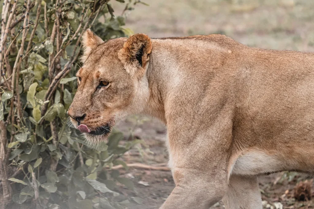 Lioness close-up near Davison's Camp, Hwange National Park Zimbabwe, big cat safari photography
