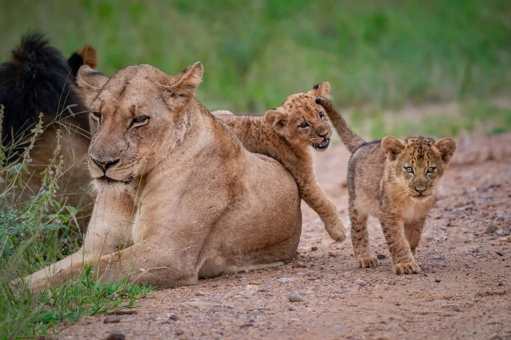 Zambia Green Season Safari, South Luangwa and Lower Zambezi