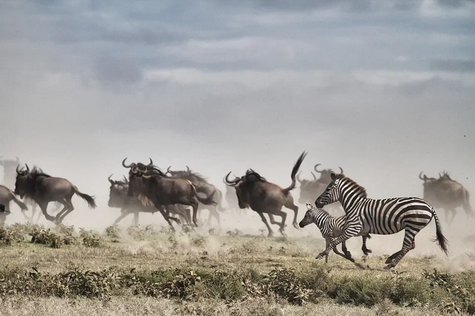 Zebra mare and foal running alongside wildebeest in dust, Southern Serengeti migration near Serian's Serengeti South, Tanzania