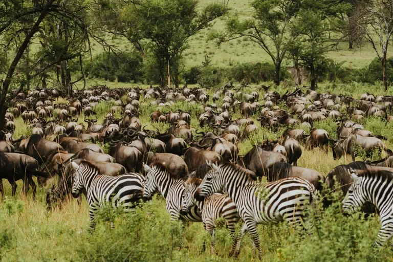 Wildebeest and zebra herds of the Great Migration near Usawa mobile camp