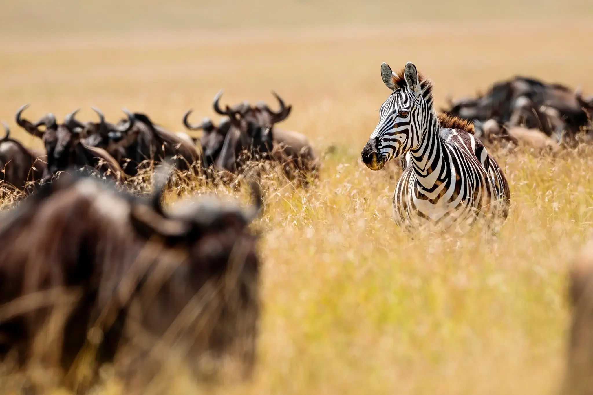 Kenya