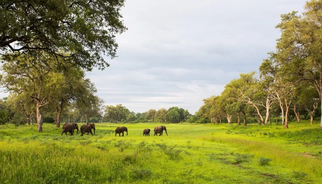 Elephant herd crossing a lush green floodplain in South Luangwa National Park, Zambia