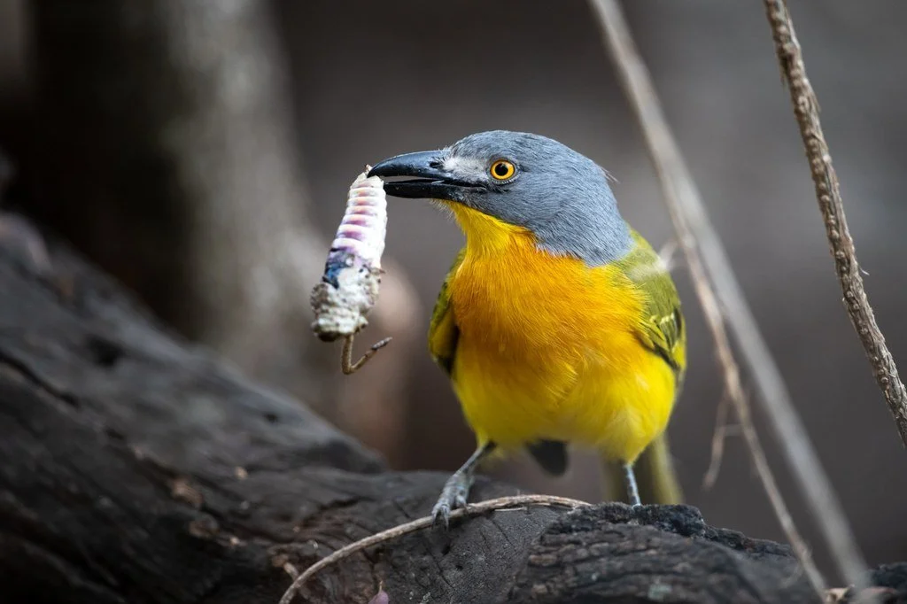 Grey-headed bushshrike holding a caterpillar while perched on a dark branch.