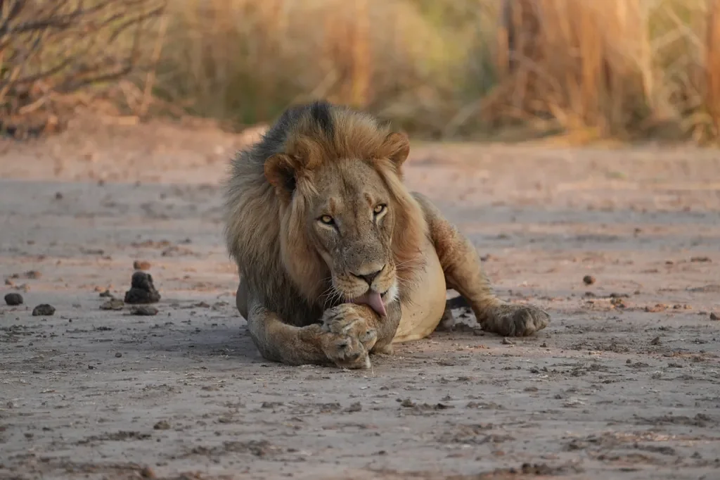 Close‑up male lion on Mana Pools floodplain near Nyamatusi Mahogany, Zimbabwe