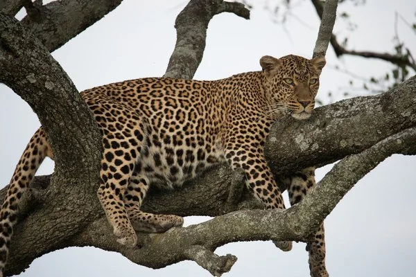 Leopard lounging in an acacia tree, eyes fixed on the horizon — Sala’s Camp, Maasai Mara