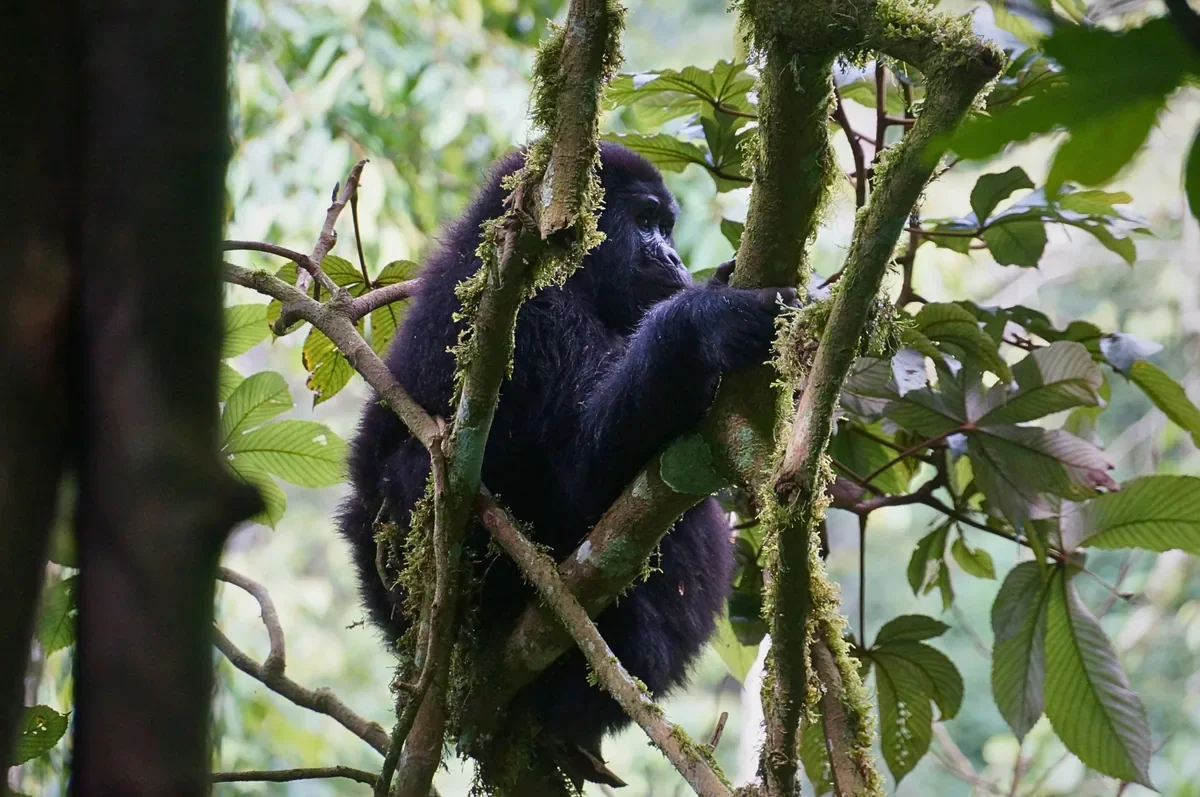 Young mountain gorilla climbing mossy branches in Bwindi Impenetrable National Park, Uganda