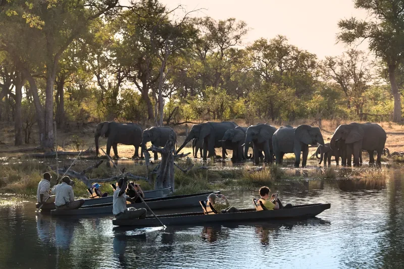 Mokoro canoe safari with elephant herd at the water’s edge, Khwai Lediba Expeditions, Okavango Delta