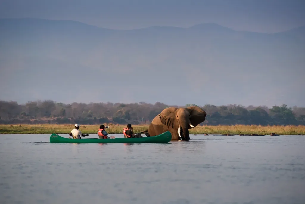 Canoe safari on the Zambezi River with elephant close by, Zambezi Expeditions Camp, Mana Pools, Zimbabwe