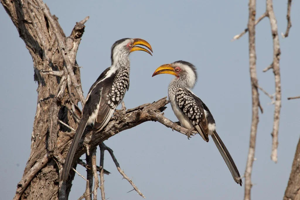 Two southern yellow-billed hornbills perched on a dead tree branch against a pale blue sky.